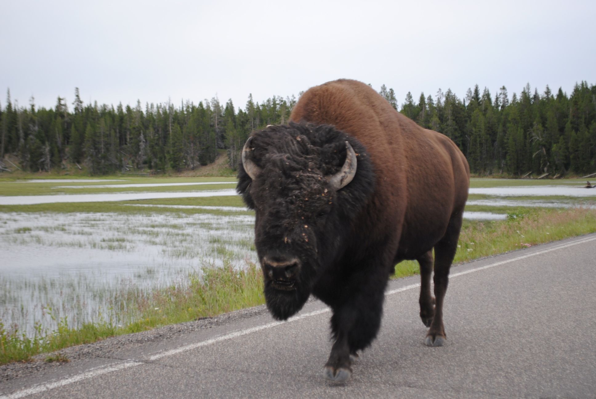 Today, two thousand buffalo roam Yellowstone National Park, often eyeing tourists with apparent amusement. Edwin Grosvenor.
