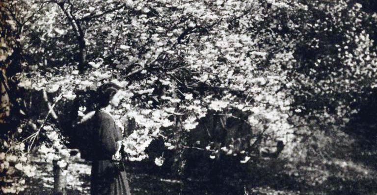 Daisy Fairchild walks among their grove of flowering cherry trees.