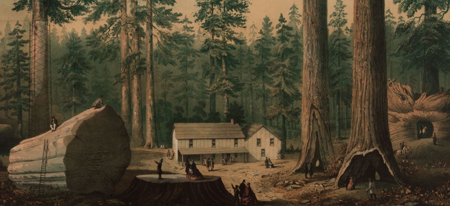 As early as 1860, tourists were flocking to see the giant sequoias. Library of Congress.