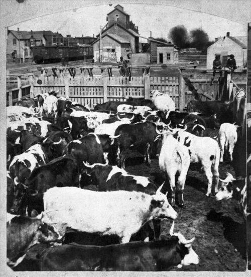 cows