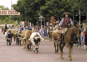 Urban cowboys herd a small but select group of longhorns over a route considerably shorter than the original Chisholm Trail.