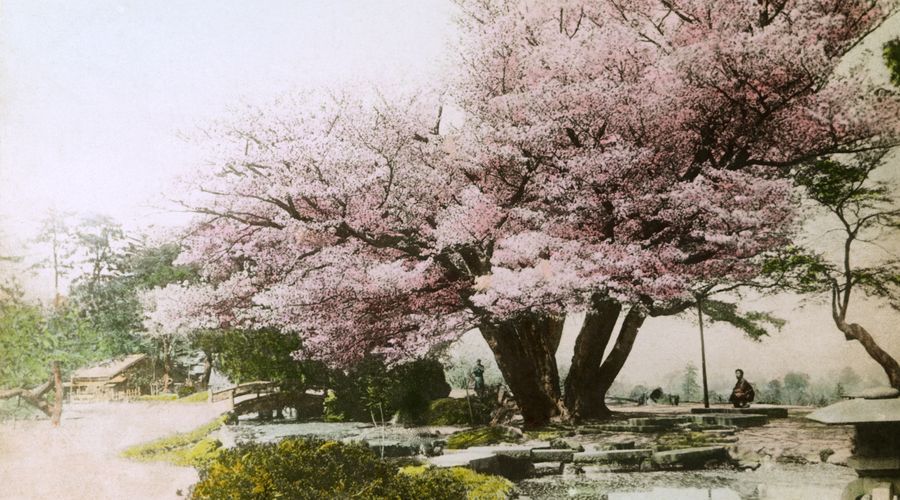 Eliza Skidmore had photographed Japanese sakura.