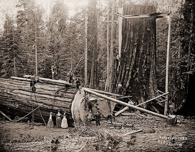 Outrage after the destruction of the largest tree ever cut down, the 3,200-year-old General Noble, 