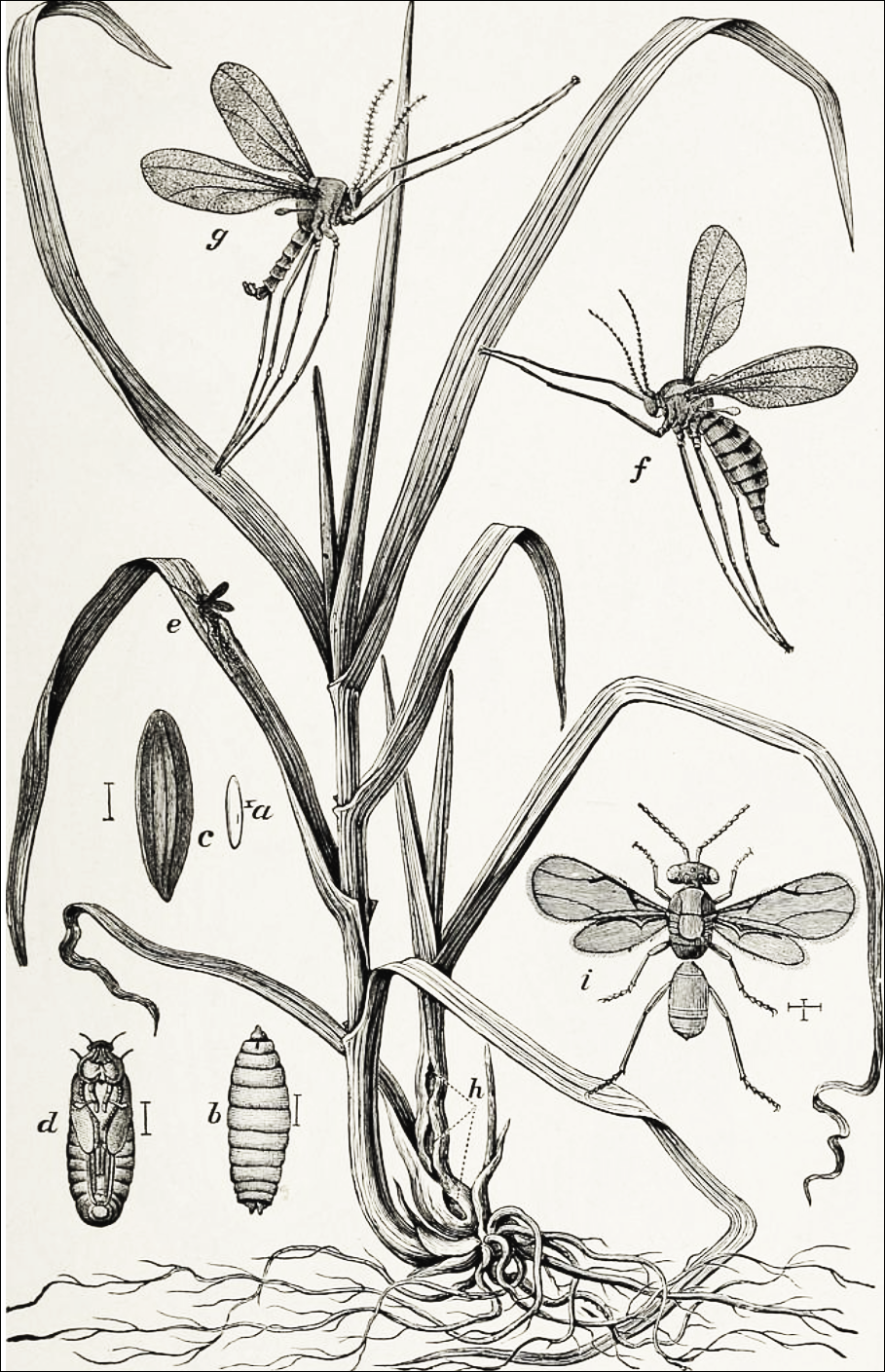 The Hessian fly was a devastating pest for farmers. Smithsonian Biodiversity Heritage Library