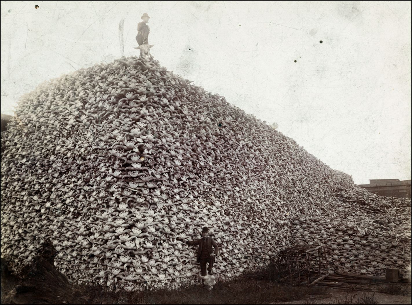Once estimated to number 50 million, buffalo were nearly extinct by the end of the 19th Century.