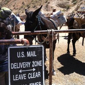 supai mail mule