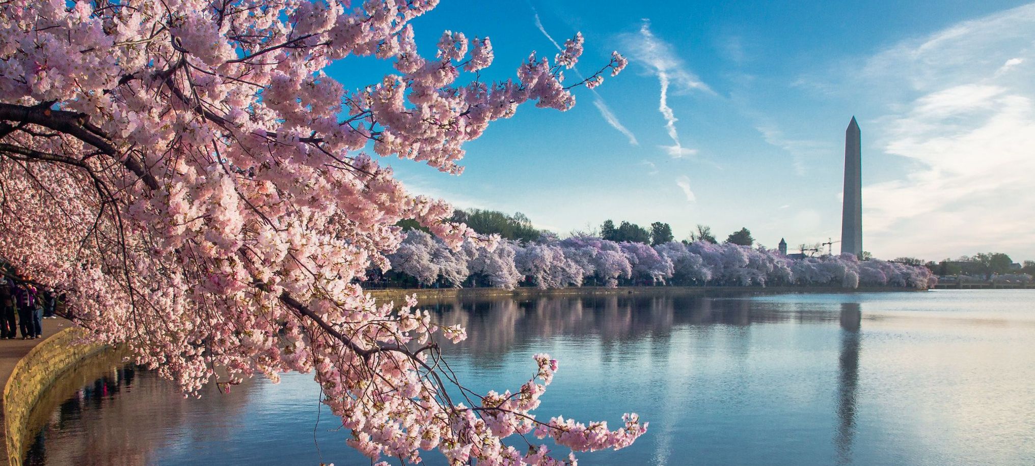 Yoshino cherry trees line the Tidal Basin in the Nation's Capital.