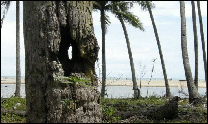 Silent witness to war, an ancient coconut palm survived the attack with numerous bullet holes. 