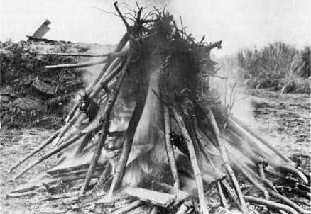 The first batch of cherry trees for the Tidal Basin were heavily infested with insects and had to be burned.