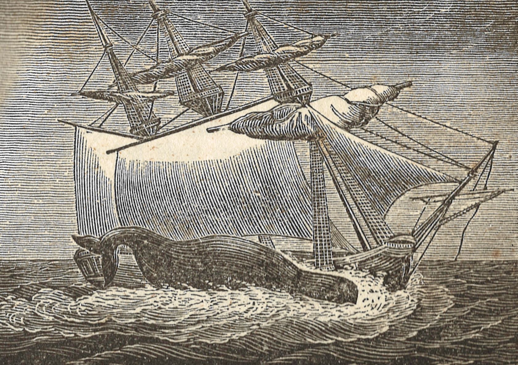 On November 20, 1820, the Essex was struck by a whale in the middle of the Pacific Ocean and sunk almost immediately, stranding her crew in small boats thousands of miles from land.