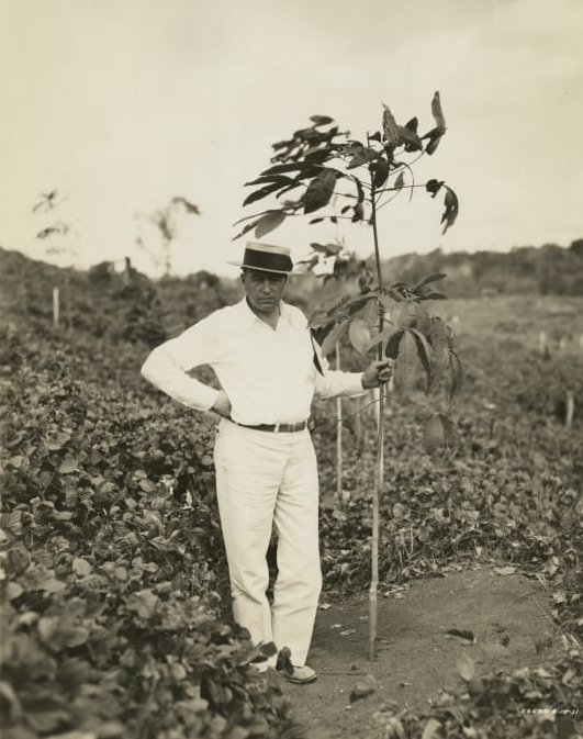 rubber tree fordlandia