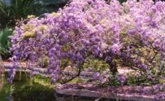 San Antonio Botanical Gardens