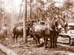 Texas Forestry Museum