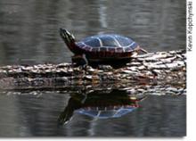 Laughing Brook Wildlife Sanctuary